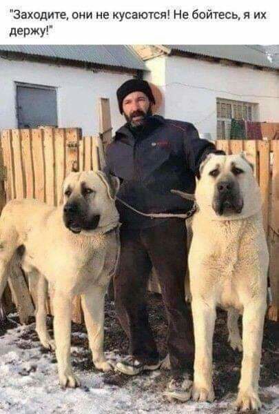 Заходите они не кусаются Не бойтесь их