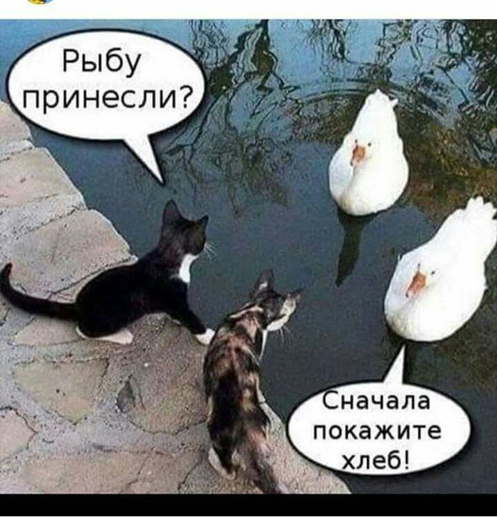 Рыбу принесли начала покажите хлеб