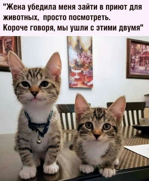 Жена убедила меня зайти в приют для животных просто посмотреть Короче говоря мы ушли этими двумя
