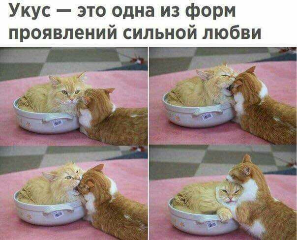 Укус это одна из форм проявлений сильной любви