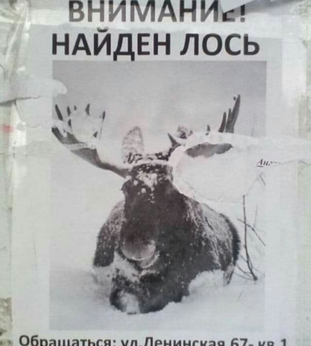 вцимдниж НАИдЕН лось Обпашатьсяз шп Ппмингияа дт пп 1
