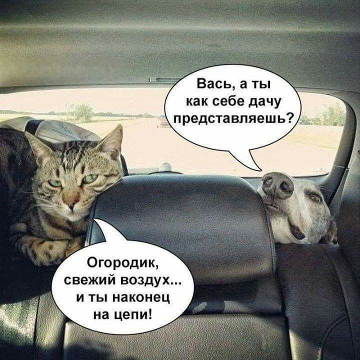 Вась а ты как себе дачу представляешь 0городик свежий воздух и ты наконец на цепи