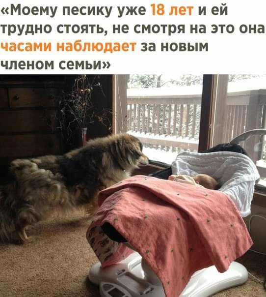 Моему песику уже 18 лет и ей трудно стоять не смотря на это она часами наблюдает за новым членом семьи