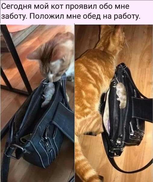 Сегодня мой кот проявил обо мне заботу Положил мне обед на работу