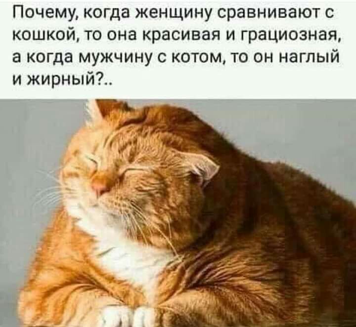 Почему когда женщину сравнивают с кошкой то она красивая и грациозная а когда мужчину с котом то он наглый и жирный
