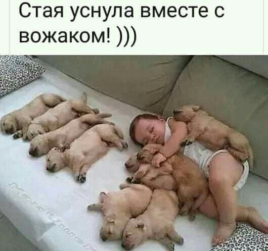 Стая уснула вместе с вожаком