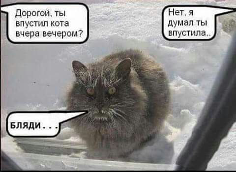 Дорогоц ты Не я впустип кота думал ты вчера вечером7 впустила