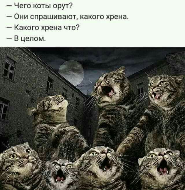 Чего коты орут Они спрашивают какого хрена Какого хрена что В целом