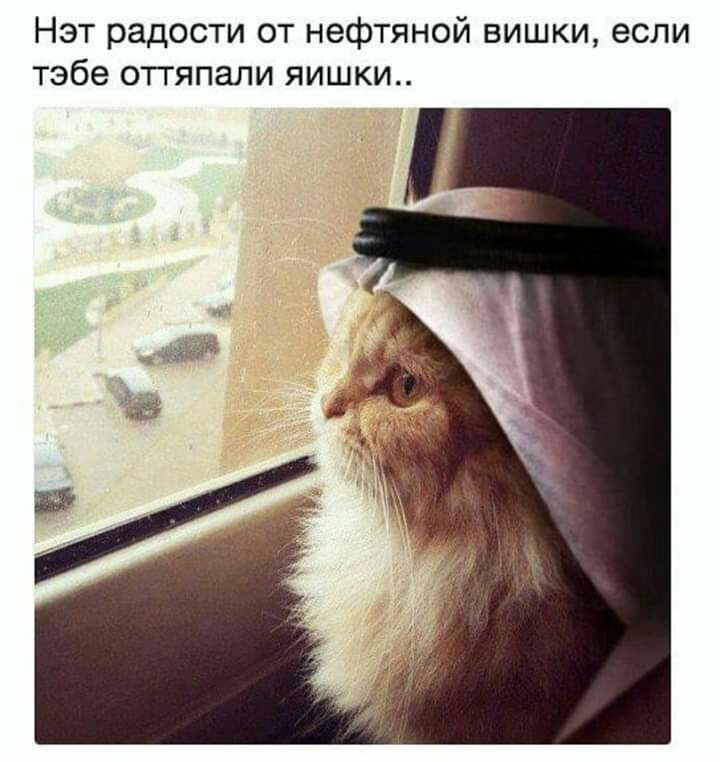 Нэт радости от нефтяной вишки если тебе оттяпали яишки