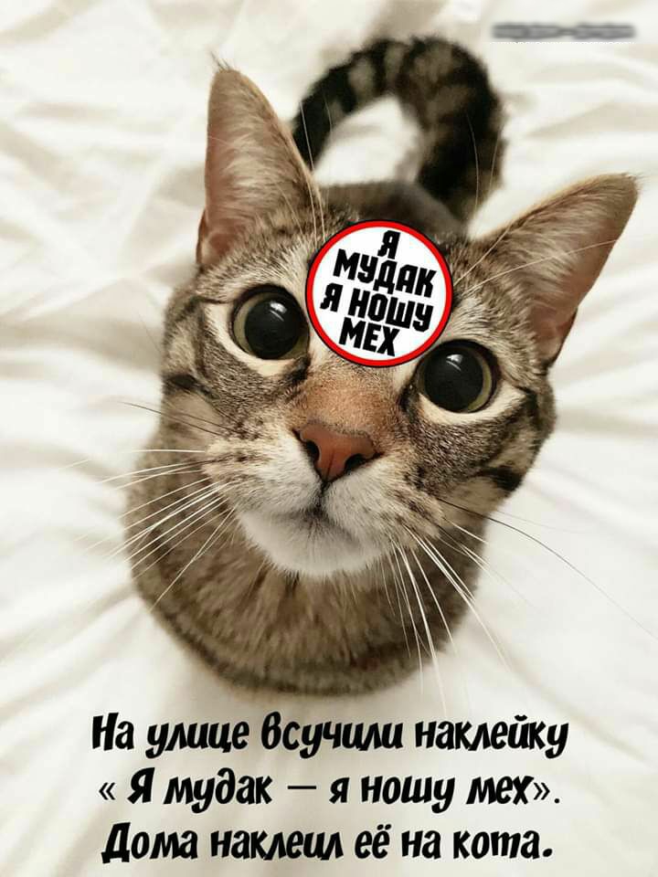 На улице Всучши наклейку Я мудак я ношу мех дома наклецл её на кота