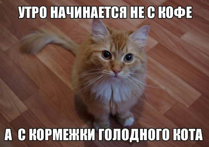то НАЧИНАЕТСЯ НЕ НПФ ё О А НПРМЕЖНИ голодного ШПА