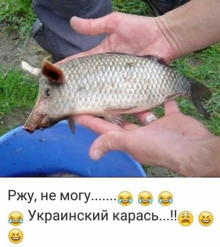 Ржу не могу да да да Украинский карась