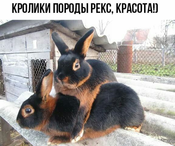 КРОЛИКИ ПОРОДЫ РЕКО КРАООТАП