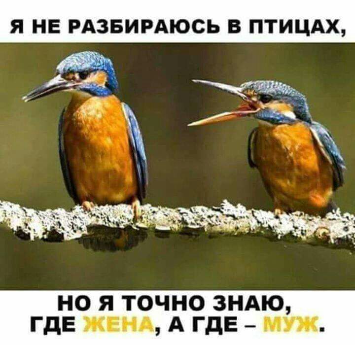 Я НЕ РАЗБИРАЮСЬ В ПТИЦАХ НО Я ТОЧНО ЗНАЮ ГДЕ ЖЕНА А ГДЕ муж