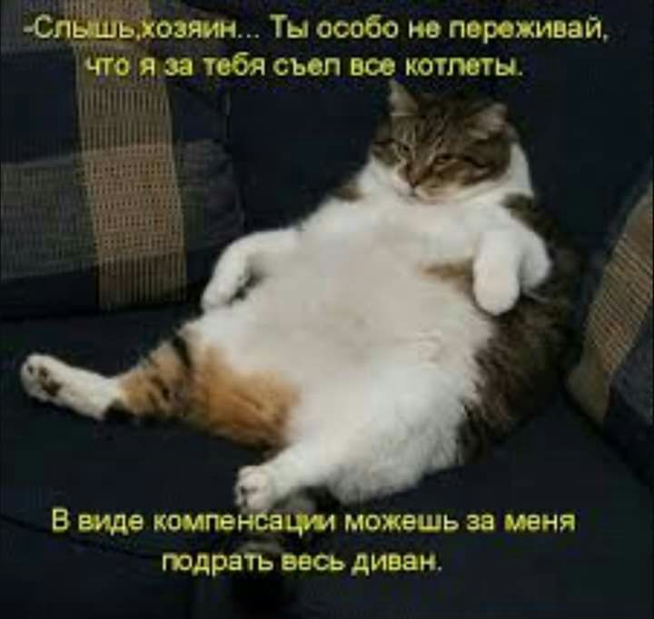 _ _ Спьцрхоэяин Ты особо не пороживаи чго я за тебя съел вов котлеты В виде компе чм можешь за меня подрать весь диван