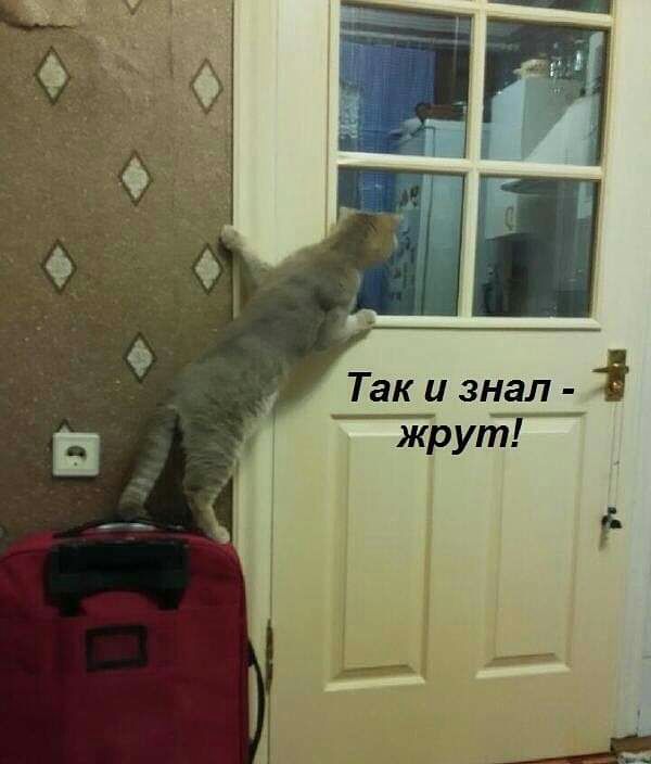 Так и знал _ жрут