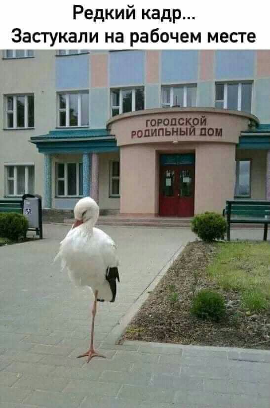 Редкий кадр Застукали на рабочем месте ГБГ Д