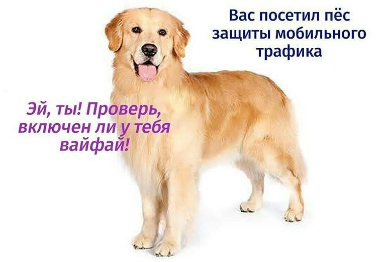Вас посетил пёс защиты мобильного трафика