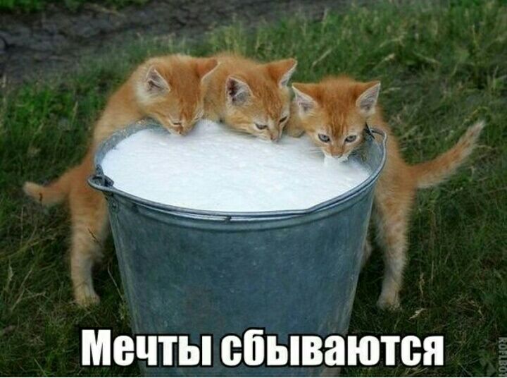 МЕЧТЫ сбываются