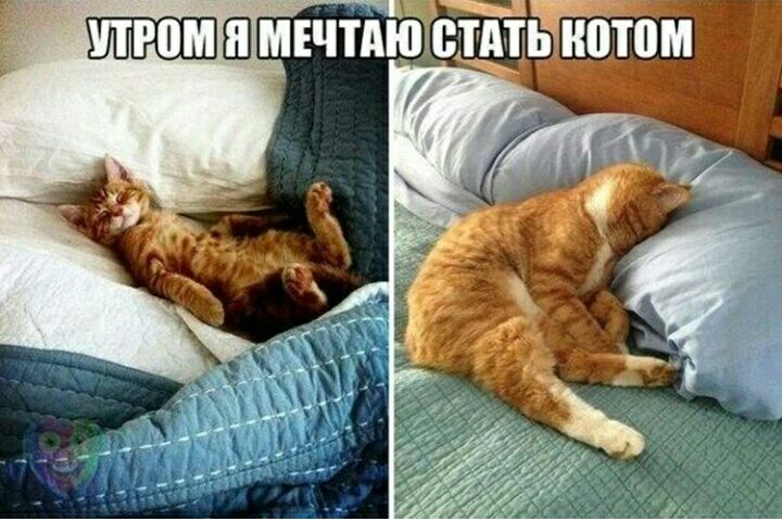 Шмшідюспьиптом