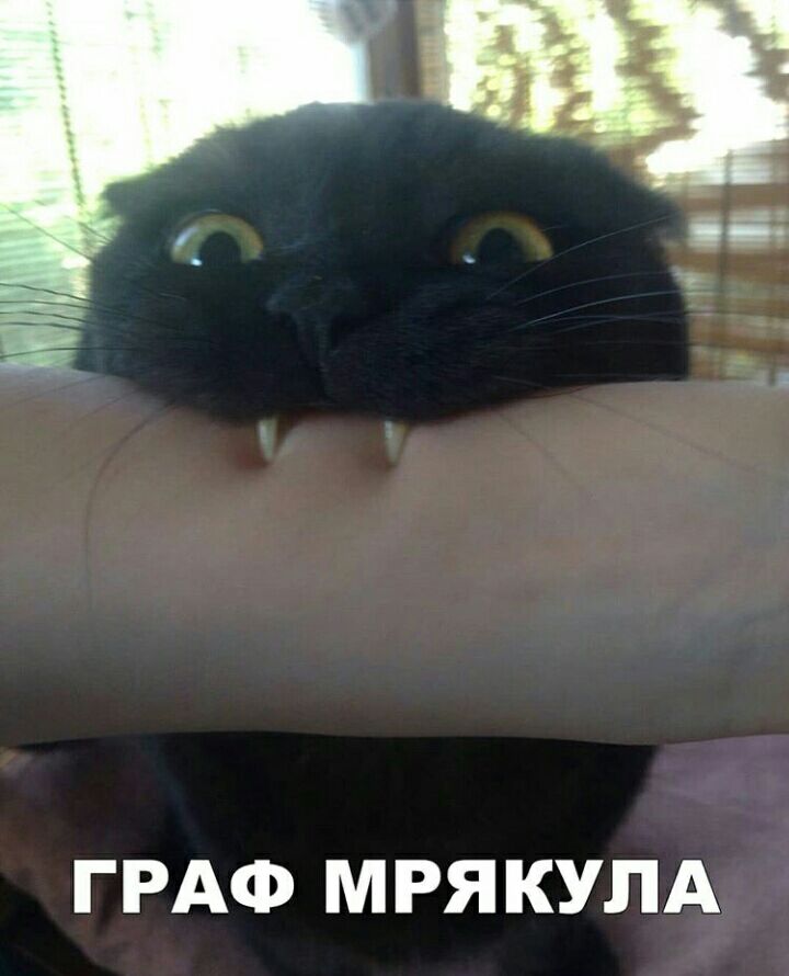 ГРАФ МРЯ КУПА