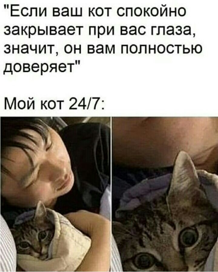Если ваш кот спокойно закрывает при вас глаза значит он вам полностью доверяет Мой кот 247