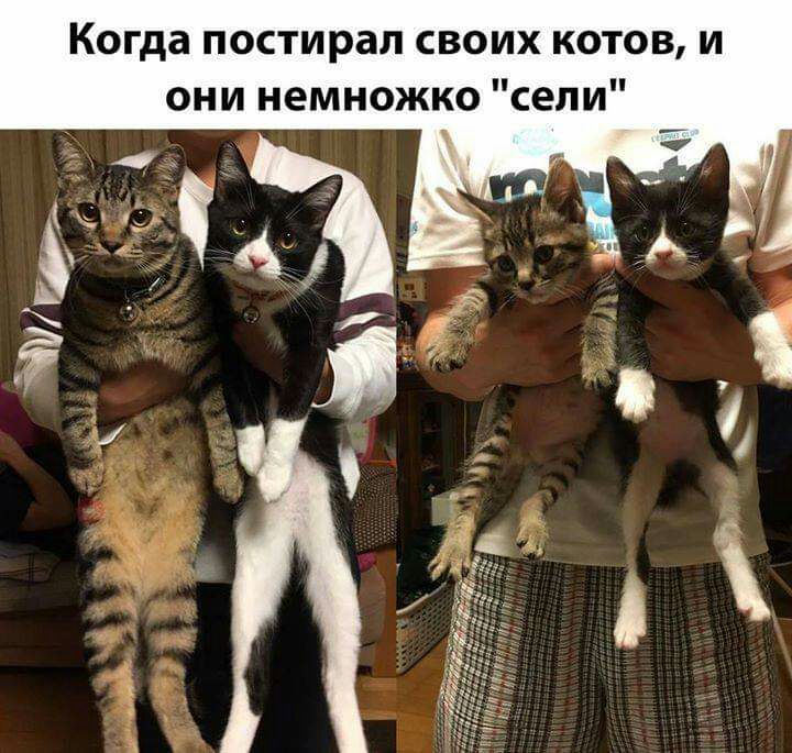 Когда постирап своих котов и они немножко сели