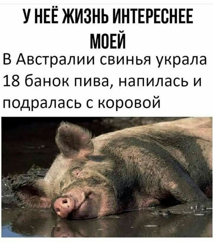 У НЕЁ ЖИЗНЬ ИНТЕРЕСНЕЕ МОЕЙ В Австралии свинья украла 18 банок пива напилась и подралась с коровой