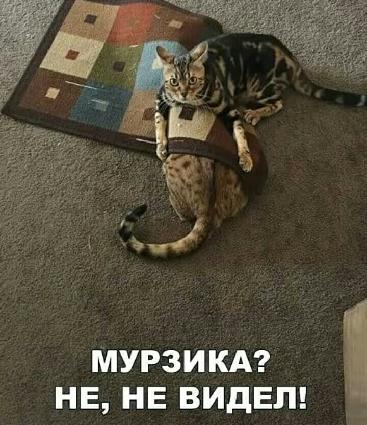 МУРЗИКА НЕ НЕ ВИДЕЛ