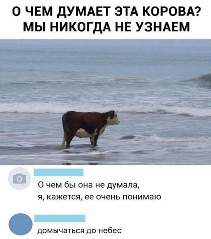 О ЧЕМ ДУМАЕТ ЭТА КОРОВА МЫ НИКОГДА НЕ УЗНАЕМ ждЁ гмьз ___ _ 0 чем бы она не думала я кажется ее очень понимаю домычаться ДО небес