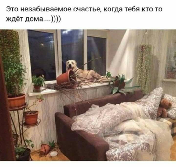 Это незабываемое счастье когда тебя кто то ждёт дома