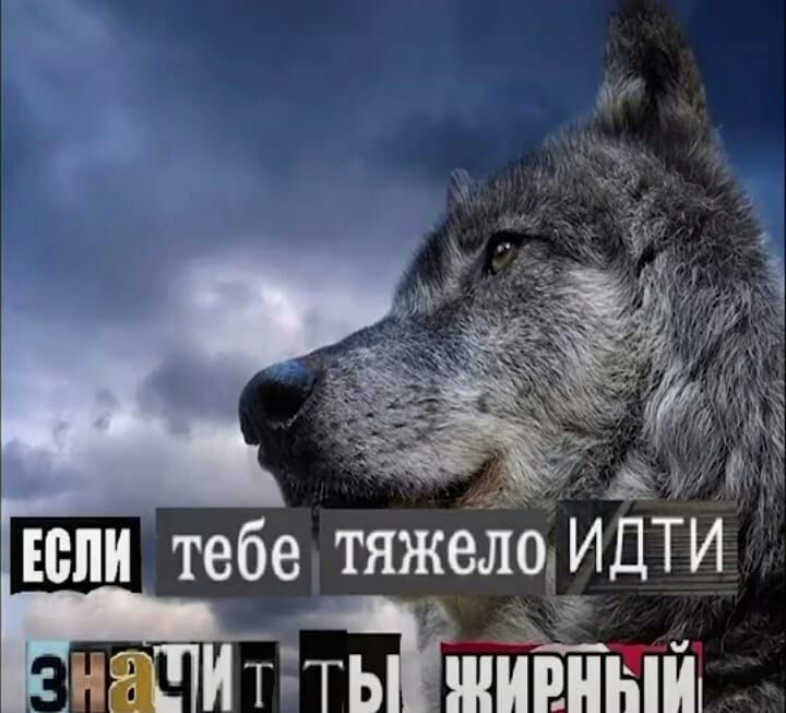 _ НШИТ ТЬ ЖИРНЫШ