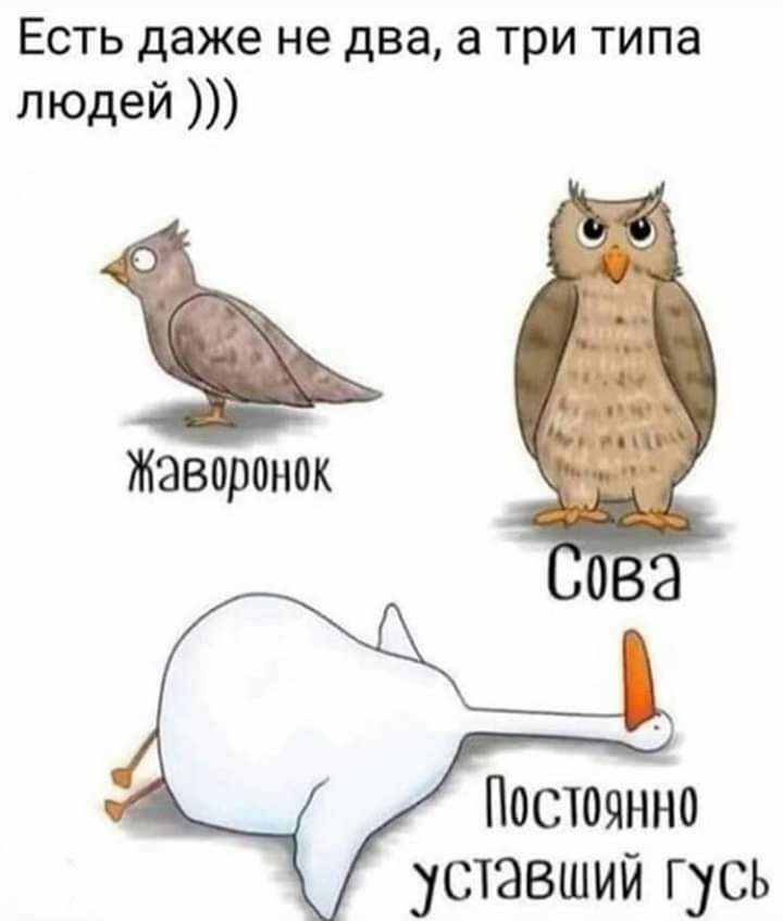 Есть даже не два а три типа людей Жаворонок Постоянно уставший гусь