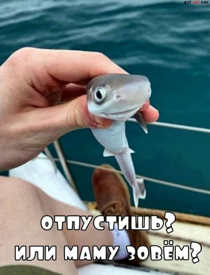 стпуспиш 431 ссёня