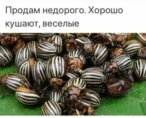 Продам недорого Хорошо кушают веселые