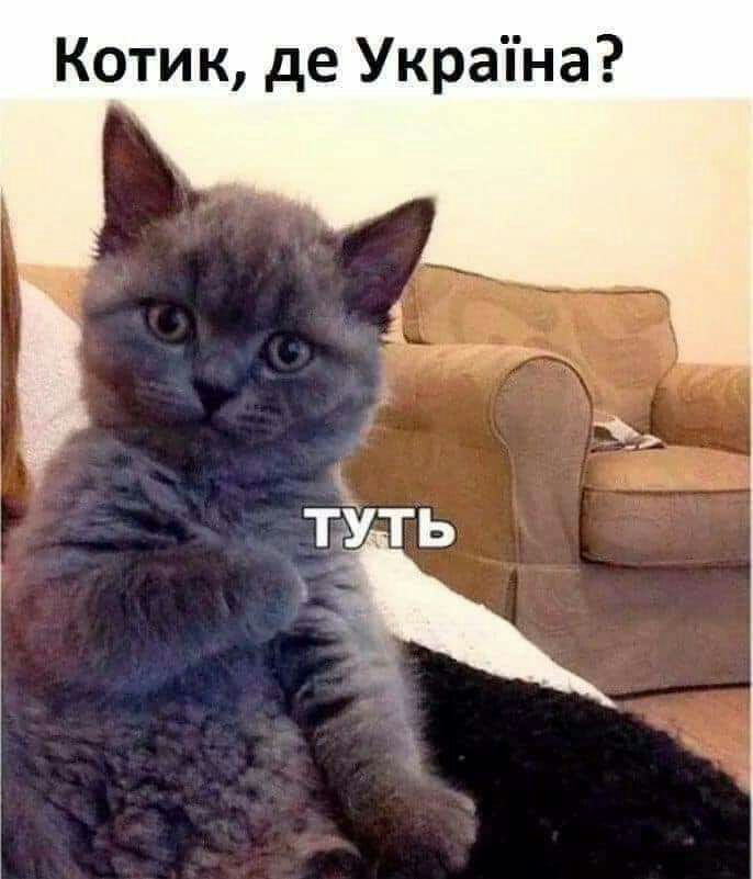 Котик де Украпна