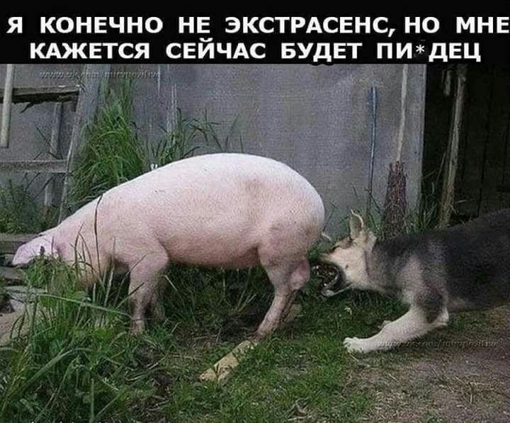 Я КОНЕЧНО НЕ ЭКСТРАСЕНС НО МНЕ КАЖЕТСЯ СЕИЧАС_ УДЕТ ПИЁДЕЦ