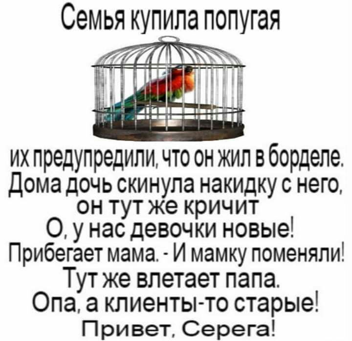Семья КУП_Л ПОПУГЗЯ их предупредили 0 он жил в борделе Дома ДОЧЬ СКИНУЛЭ НЗКИДКУ С него ОН ТУТ же КРИЧИТ 0 у нас девочки новые Прибегает мама И мамку поменяли Тут же влетает папа Опа а клиенты то старые При вет Серега