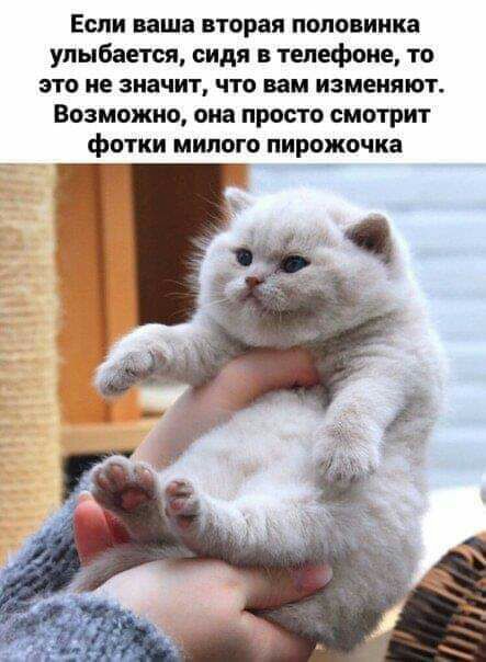 Если ваша вторая половинка улыбается сидя в телефоне то это не значит что вам изменяют Возможно она просто смотрит фСПКИ ММП пирожочка