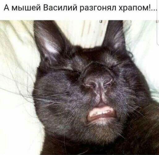 А мышей Василий разгонял храпом