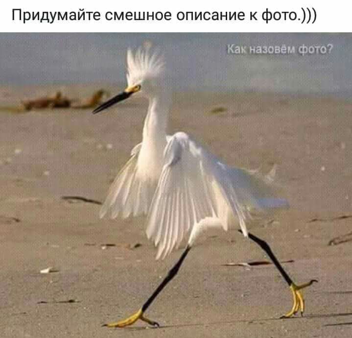Придумайте смешное описание к фото а назовем Фот и