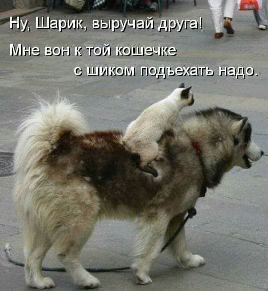 друга Мнз ззы к той кон зчкэ с шиком подвалы гы надо