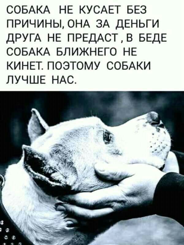 СОБАКА НЕ КУСАЕТ БЕЗ ПРИЧИНЫ ОНА ЗА ДЕНЬГИ ДРУГА НЕ ПРЕДАСТВ БЕДЕ СОБАКА БЛИЖНЕГО НЕ КИНЕТ ПОЭТОМУ СОБАКИ ЛУЧШЕ НАС