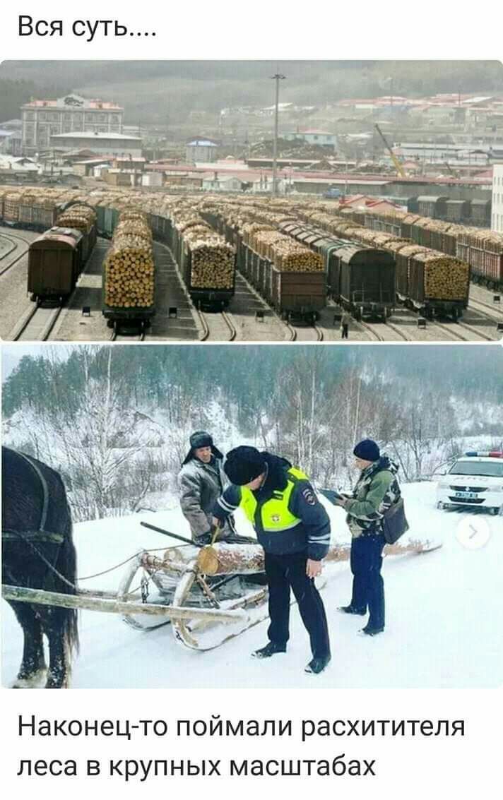 Вся суть Наконец то поймали расхитителя леса в крупных масштабах