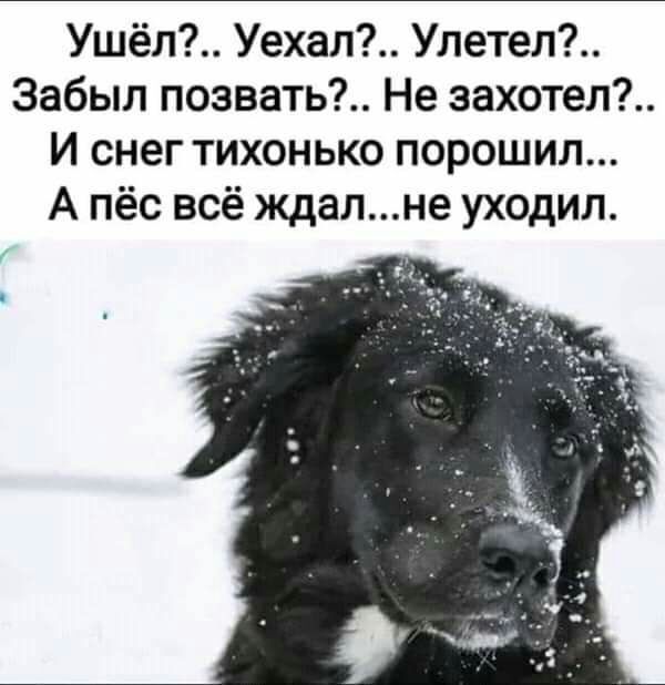 Ушёл Уехал Улетел Забыл поэвать Не захотел И снег тихонько порошил А пёс всё ждалне уходил