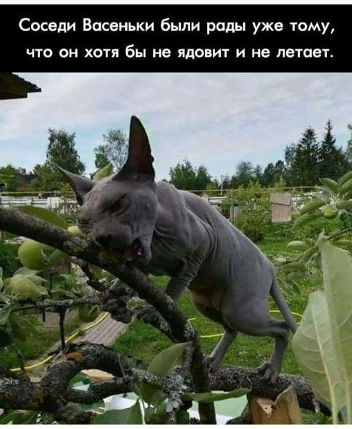 Соседи Восеньки были рады уже тому ЧТО ОН ХОТЯ бы не ЯДОВИТ И не летает