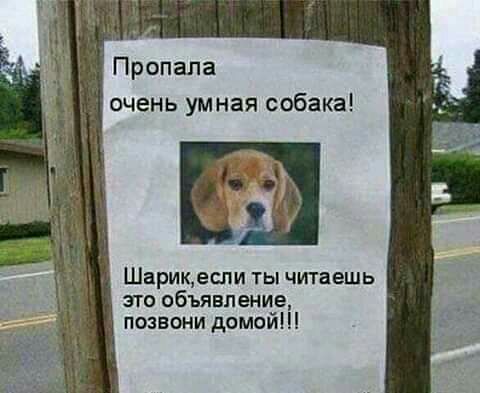 Пропала очень умная собака Шарикеспи ты читаешь это объявление позвони домой