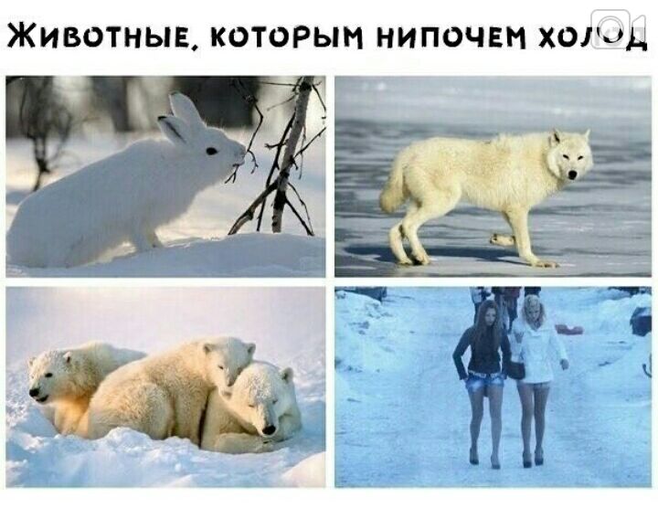 ЖИВОТНЫЕ КОТОРЫМ НИПОЧЕН ХОРД