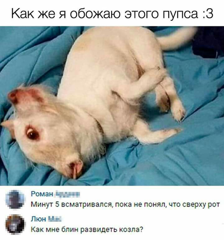 Как же я обожаю этого пупса З Роман Чэд Минут 5 всматривался пока не понял что сверху рот Люн Ш Как мне блин развидеть козла