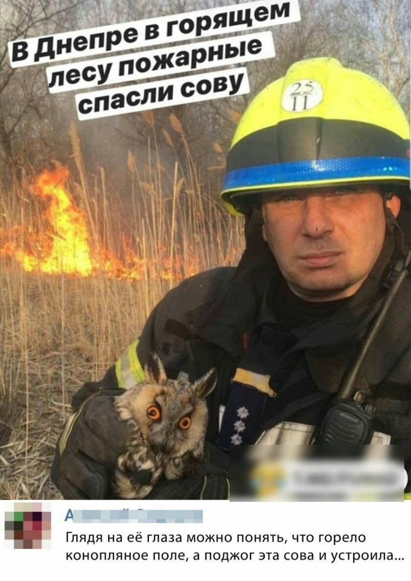 ГЛЯДЯ на её ГЛЭЗд МОЖНО ПОНЯТЬ ЧТО горело КОНОПЛЯНОЕ ПОЛЕ а ПОДЖОГ эта сова И УСТРОИЛЭ